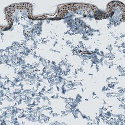 SENP1 Antibody, Novus Biologicals 0.1mL; Unlabeled:Antibodies, Polyclonal